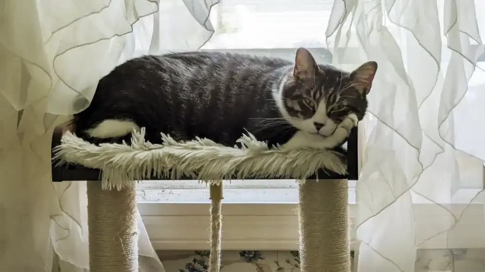 Transforming the Ordinary (With a Bit of Cat Hair)
