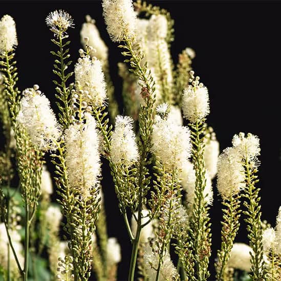 White flowering plant with fluffy blooms and green stems, eerie dark background.